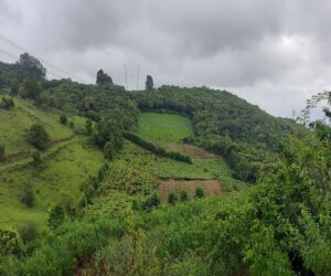 Terra à venda com Pareirais - Vista Total