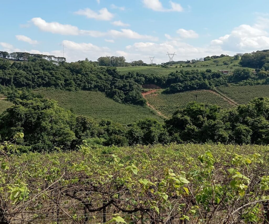 Área de Terra à Venda em Pinto Bandeira - Vista do Pareiral