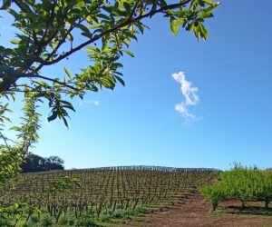 Imóvel Rural à Venda na Linha Amadeu - Pareiral