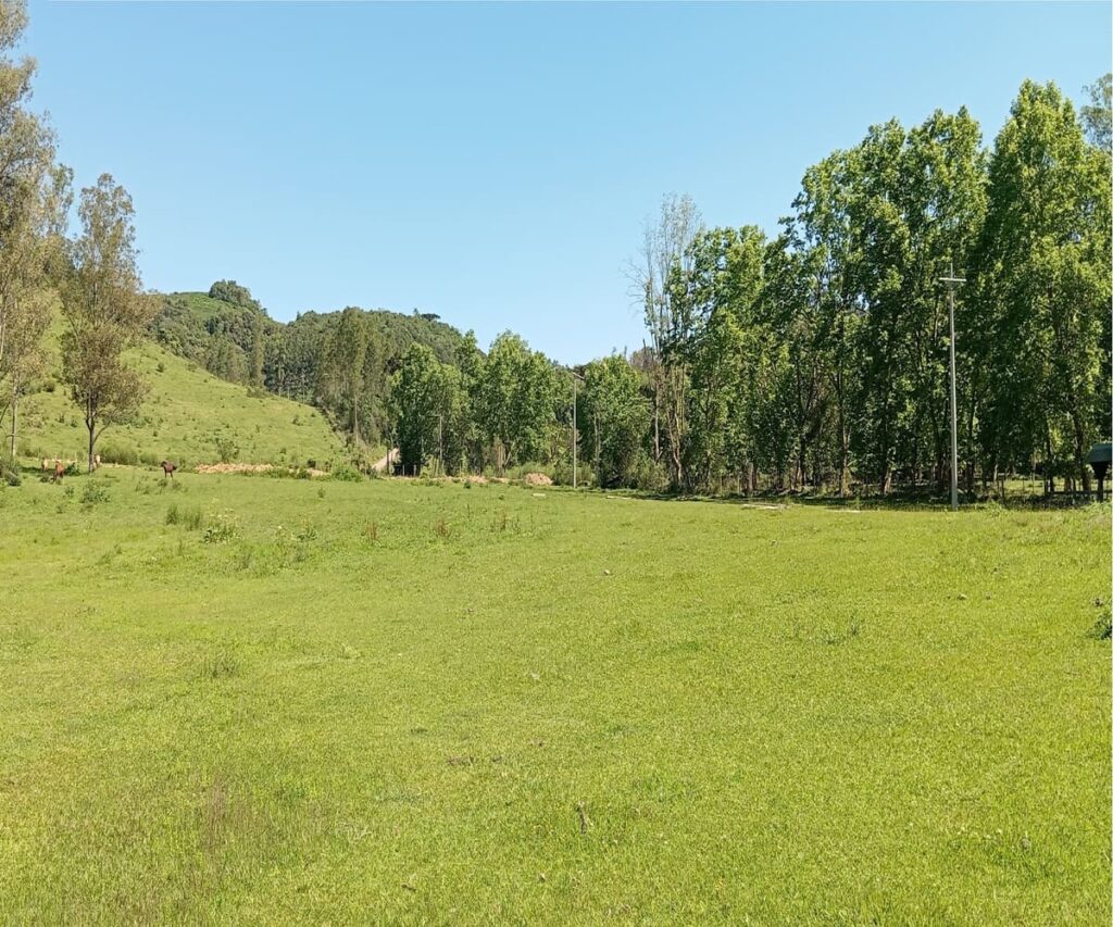 Área de Terra à venda em Pinto Bandeira - Area de Terra
