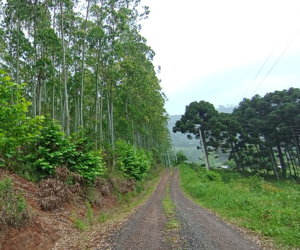 Área de Terra à venda em Pinto Bandeira - Eucaliptos / Estrada